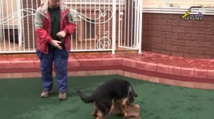 Как отучить собаку прыгать на хозяина при встрече