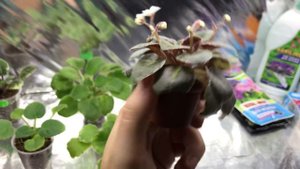 7 ОБЯЗАТЕЛЬНЫХ ПРАВИЛ ОСЕННЕГО УХОДА ЗА ФИАЛКАМИ