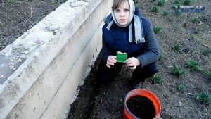 Как сеять малопу Малопа выращивание из семян Как посадить малопу дома Малопа посадка