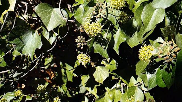 Пчелы в замедленной съемке 960 кадров в секунду смотреть онлайн