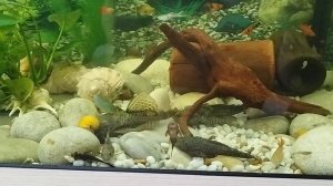 В кадре самый большой сом в моем аквариуме