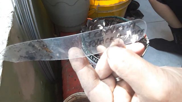 Echeveria Black prince смотреть онлайн