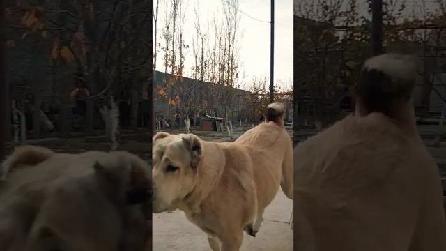 Среднеазиатская овчарка (Алабай) #sara #дрессировка #alabai #doglover #puppy #dogsvideo