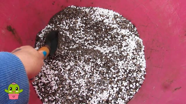 Rooting Gasteria Pups in Water Experiment - RESULTS & Potting up #succulents #succulent смотреть онлайн