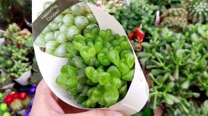 ⚘Ашан?Цветы?Давно Тут Не Снимала?Посмотрим Вместе?