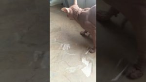 Лайфхак не сработал. Как отучить кота лазить по столу