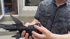 Голуби Душанбе