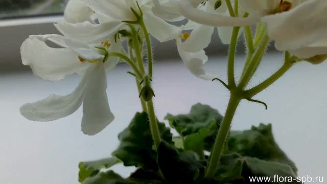 Lunar Lily фиалка полу-мини. Очень необычная белая фиалка в моей коллекции. смотреть онлайн