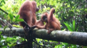 Oranguntans, Mother and Child, Sumatra