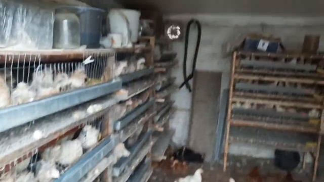 Убрали грядки. Хозяйство уменьшается . Бентамки на улице. смотреть онлайн