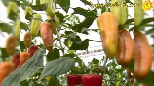 Описание и характеристика сортов перца Тамара, Джипси, Притовит
