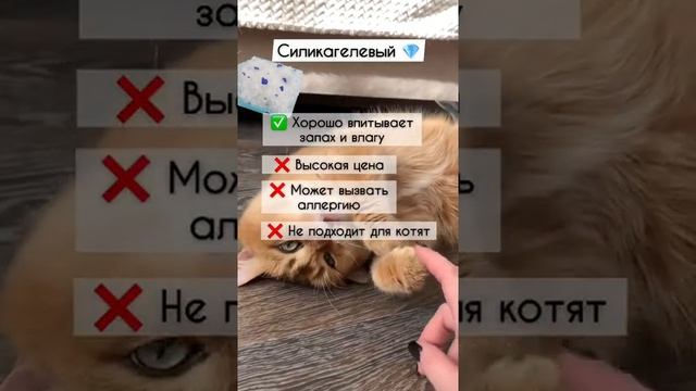 КАКОЙ НАПОЛНИТЕЛЬ ДЛЯ КОШКИ ЛУЧШЕ? #золотаяшиншилла #лучшийкот