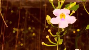 Mantra Mix Ajeet Kaur Snatam Kaur and More