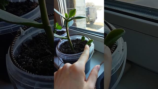 Тензорное кольцо и цветы смотреть онлайн