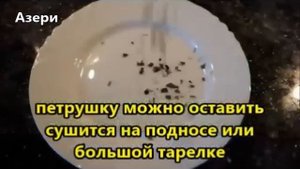 Как сушить зелень на зиму