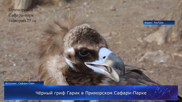 Чёрный гриф Гарик в Приморском Сафари-Парке смотреть онлайн
