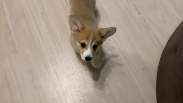 ИЗУЧАЕМ КОМАНДУ "КО МНЕ" / Дрессировка вельш корги смотреть онлайн