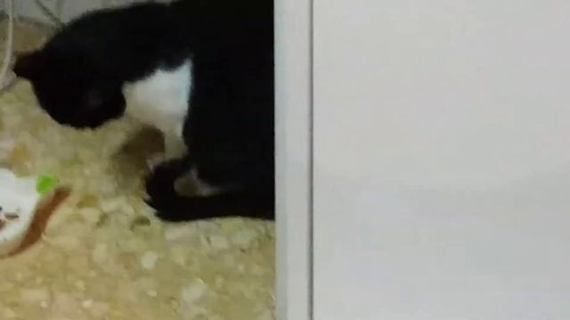 Киса ест лапой как человек смотреть онлайн