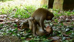 best action of mini monkeys in group Ameri like funny style friendly
