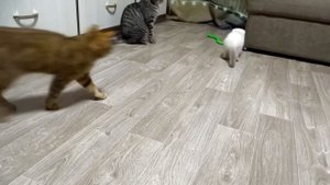 Интерактивная змея. Игрушка для котов.