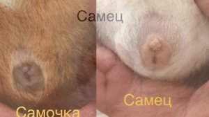 Как определить пол у морских свинок!??