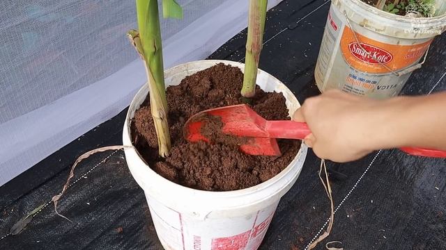 Growing special corn varieties with purple color - black corn - sweet fruit смотреть онлайн