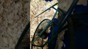 Хомяк издает странные звуки