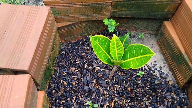 Croton Plantado Em solo Disenvolve Bem !! смотреть онлайн