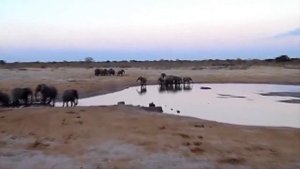 Слон в Деле / Слон Против Носорога, Бегемота, Автомобиля