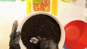 Сажаю гладиолусы в ведро! Смотрите и всё поймёте!