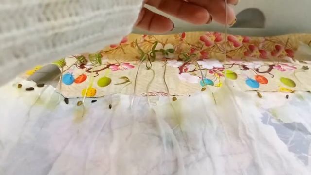 Ипомея. Рассада ипомеи.