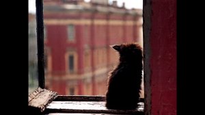 Грустные кошки