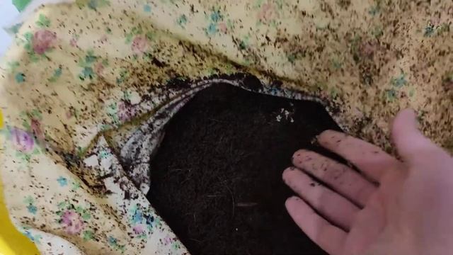 выращивание гороха на микрозелень ( гороховые усики ) 23.05.22. смотреть онлайн