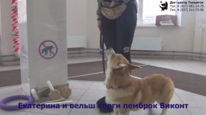 Екатерина и вельш корги пемброк Виконт. Занятие по дрессировке ОКД: обучение собаки движению рядом.