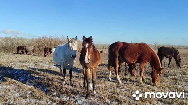 2023 11 РК !! Леса Луга !! 33 !! Лошади 2 !! Павлодарская область !! смотреть онлайн