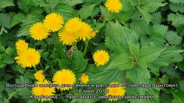 Удобрение из крапивы и одуванчиков