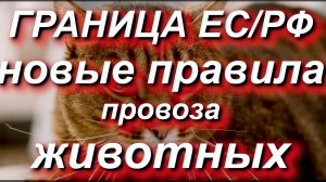 Новые правила провоза животных ч/з границу РФ/ЕС. Эстония объявляет о нововведении #граница #ЕС #РФ