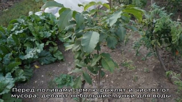 Как правильно вырастить грецкий орех в домашних условиях