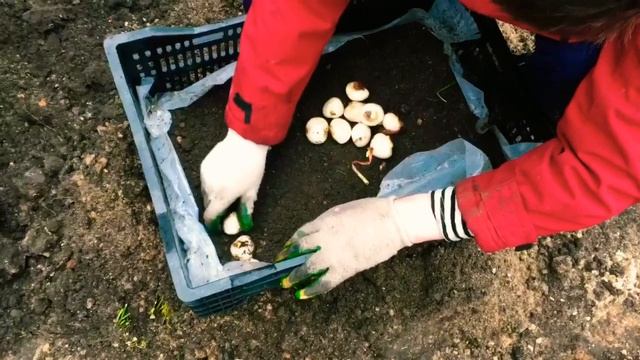 Выгонка тюльпанов к 8 марта и 14 февраля в декабре посадка тюльпанов в ящики Tulip Distillation2020 смотреть онлайн