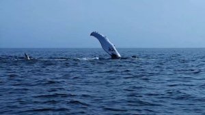 Humpback Whale (Megaptera novaeangliae) Flapping Pectoral Fin on Surface