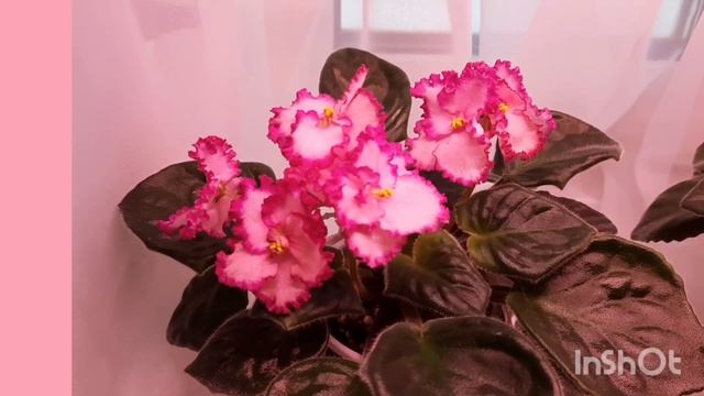 Сравниваю 2 своих любимых сорта фиалок! Lyon's Pirate's Treasure и Okie Easter Bunny. смотреть онлайн