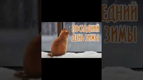 До свидания зима ❄ #кошка #зима2024 #рекзаюш