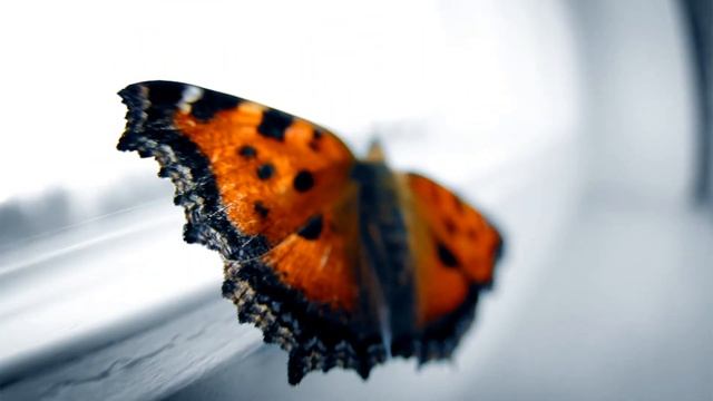 Шоколадная красавица смотреть онлайн