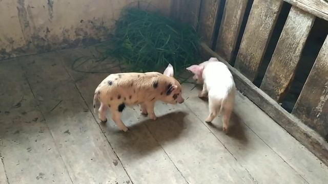 Свиньи дерутся