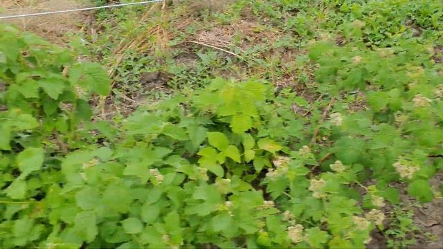 Формирование малины на шпалеры. На примере сорт малины Лячка смотреть онлайн