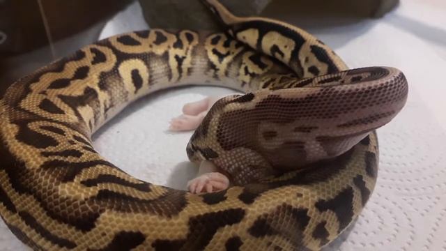BALL PYTHON EATS MOUSE КОРОЛЕВСКИЙ ПИТОН ЕСТ МЫШЬ