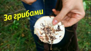 Ездили за грибами.Как мы грибы собирали.Грузди.