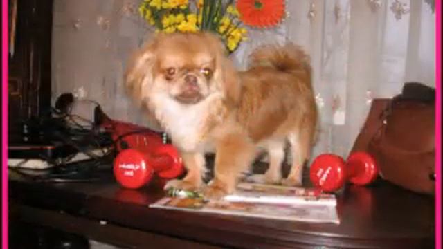 пекинес Ванька!!! смотреть онлайн