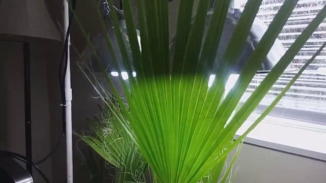 Washingtonia robusta - Thriving as an Indoor Plant смотреть онлайн