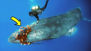 Спасение кита из сетей.  Кит рядом с человеком повёл себя неожиданно